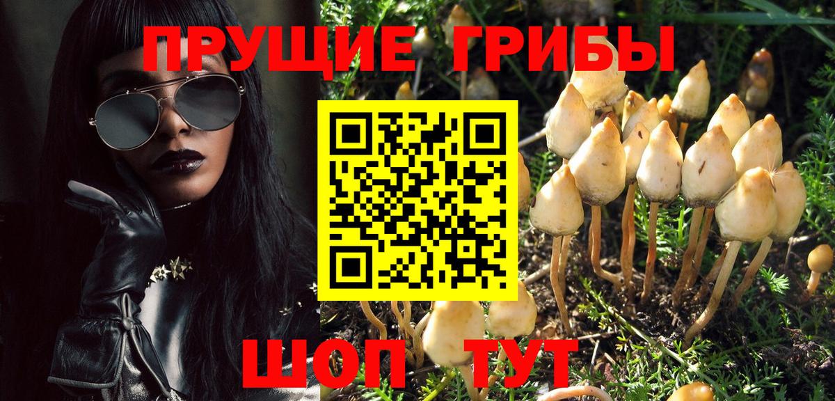 Галлюциногенные грибы GOLDEN TEACHER  Вход с VPN  Кузнецк  Галлюциногенные грибы Cubensis 